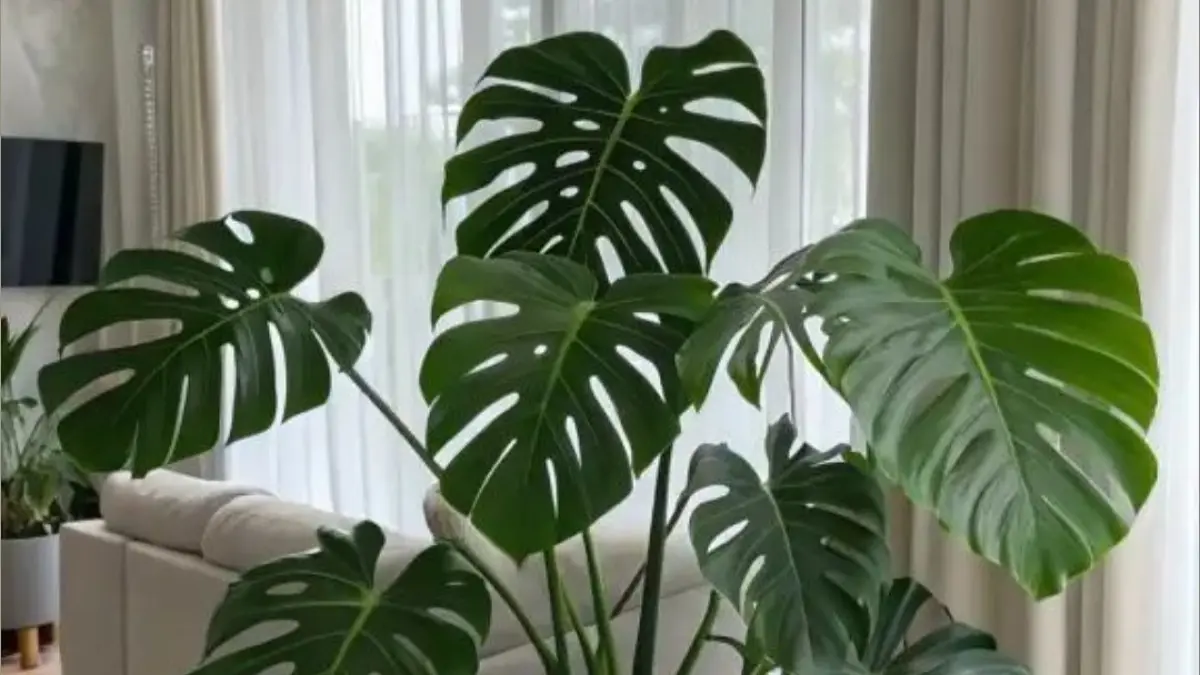 Cara merawat monstera agar subur dan cantik, mulai dari cahaya, penyiraman, propagasi, pupuk hingga membersihkan daun.