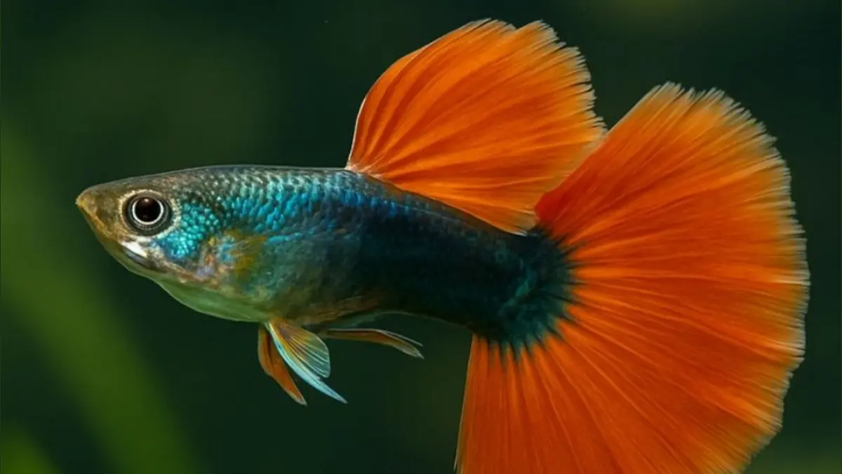 Cara ternak ikan guppy di rumah ternyata mudah dan minim modal. Simak tips memilih indukan, air, pakan hingga merawat burayak.