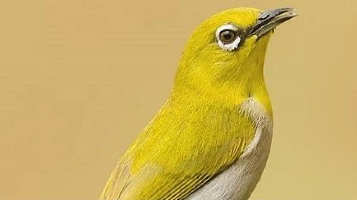 Harga burung pleci bisa mencapai Rp2 juta. Simak jenis pleci dengan kisaran harga tinggi dan karakter suara yang jadi perhatian.(pinterest)