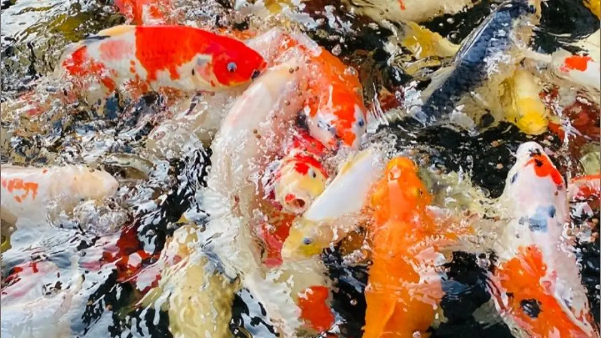 Harga ikan koi di Malang mulai Rp1.000 hingga Rp1 jutaan. Simak ukuran, kualitas, dan pilihan koi yang tersedia.