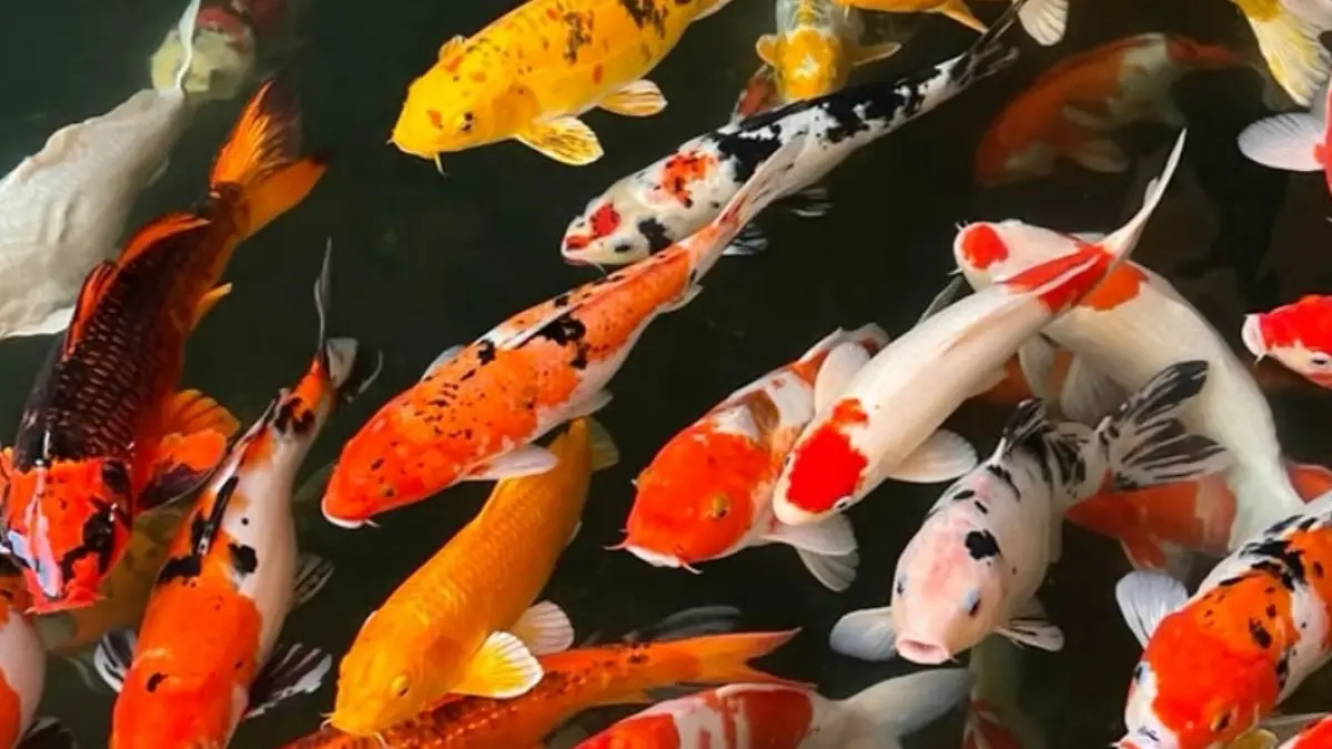 Harga ikan koi Tulungagung di Muna Koi Farm mulai Rp300 ribu. Simak pilihan jenis, ukuran, paket, dan harganya.