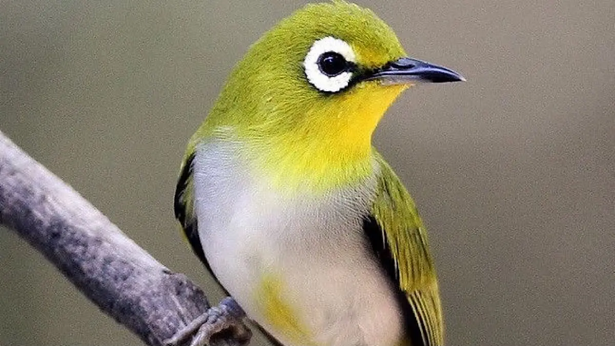 Harga pleci dakun Garut disebut tembus Rp2,5 juta untuk bahan. Simak daftar jenis dan kisaran harga pleci lainnya.(pinterest)