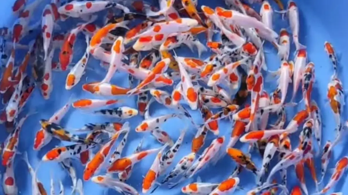 Jenis ikan koi punya corak dan harga berbeda. Kenali 12 jenis koi terkenal, dari Cagoi hingga Sanke, beserta kisaran harganya.