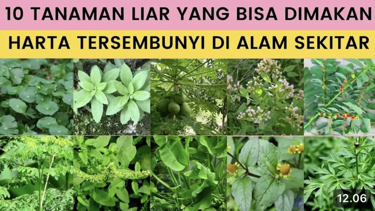 10 tanaman liar yang bisa dimakan dan menyehatkan, mulai pepaya liar, kelor, genjer hingga sambung nyawa.