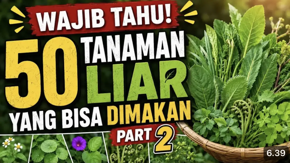 25 tanaman liar yang bisa dimakan, mulai kersen, kelor, ciplukan, semanggi hingga mengkudu yang mudah ditemukan.