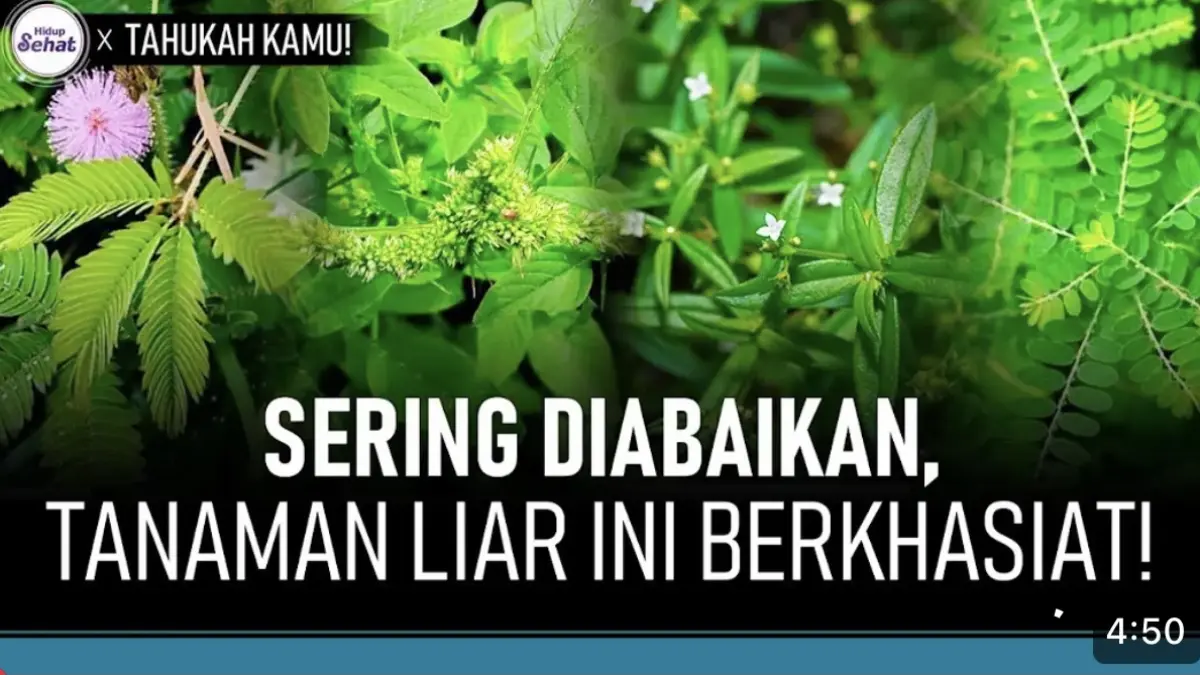 Bayam duri, meniran, putri malu hingga sawi langit ternyata memiliki berbagai manfaat dan telah lama digunakan dalam pengobatan tradisional.