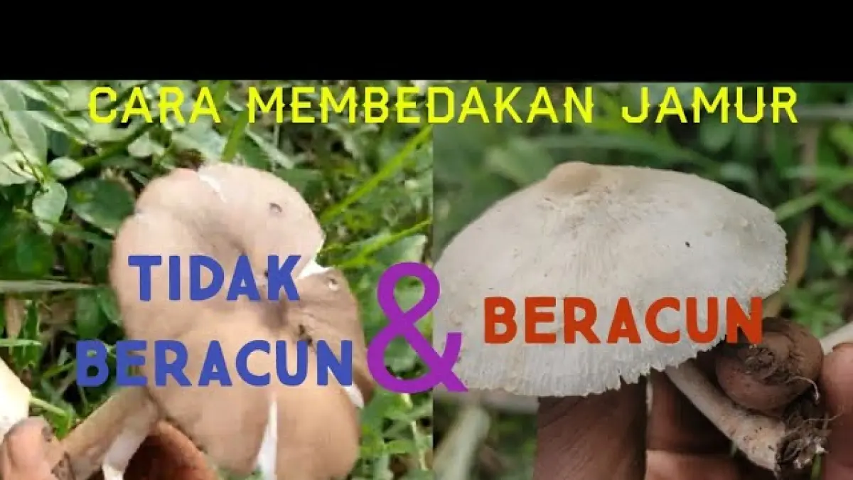 Jamur barat disebut berbeda dari jamur beracun. Simak ciri yang diperlihatkan dan alasan tak boleh sembarang mengonsumsinya.(google.com)