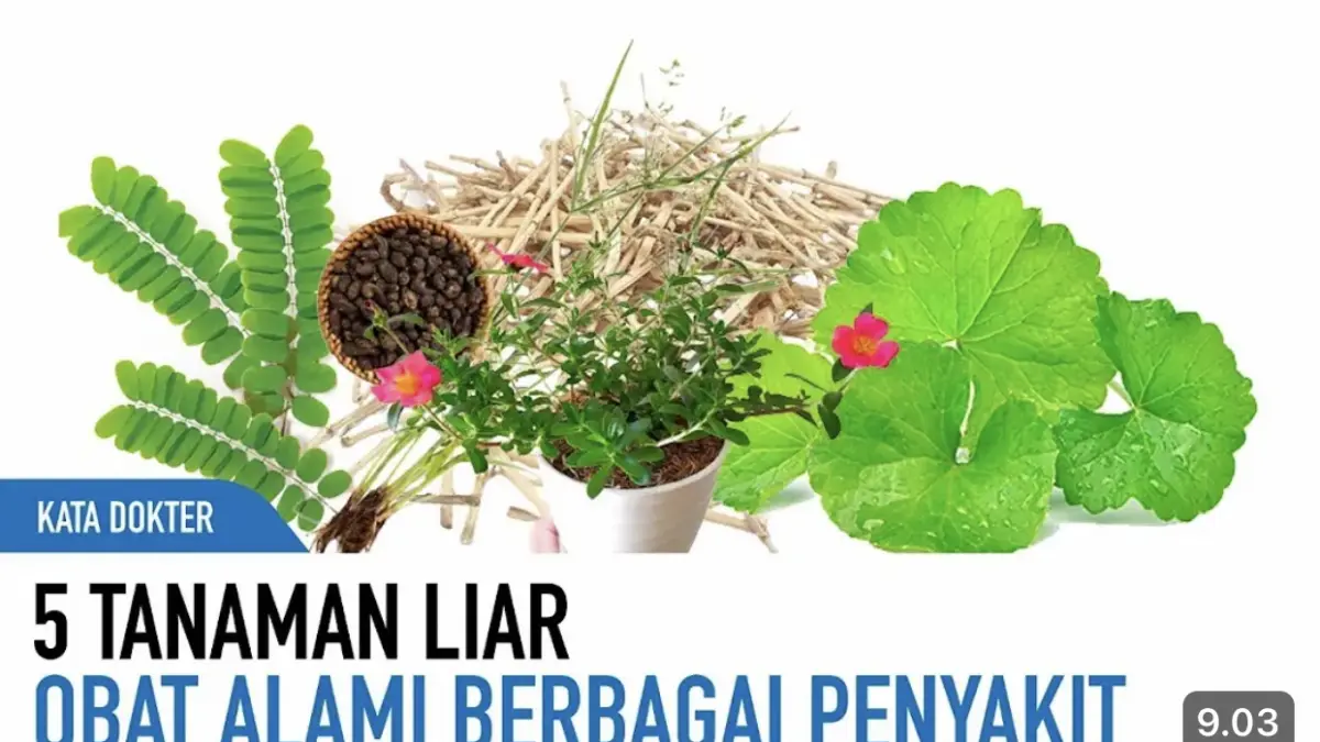 Meniran, pegagan, alang-alang, krokot, dan rumput teki merupakan tanaman liar yang dipercaya memiliki berbagai manfaat untuk kesehatan.