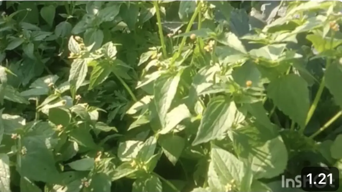 Rumput liar yang bisa dimakan ini disebut memiliki rasa mirip bayam dan cocok disantap bersama sambal bawang.