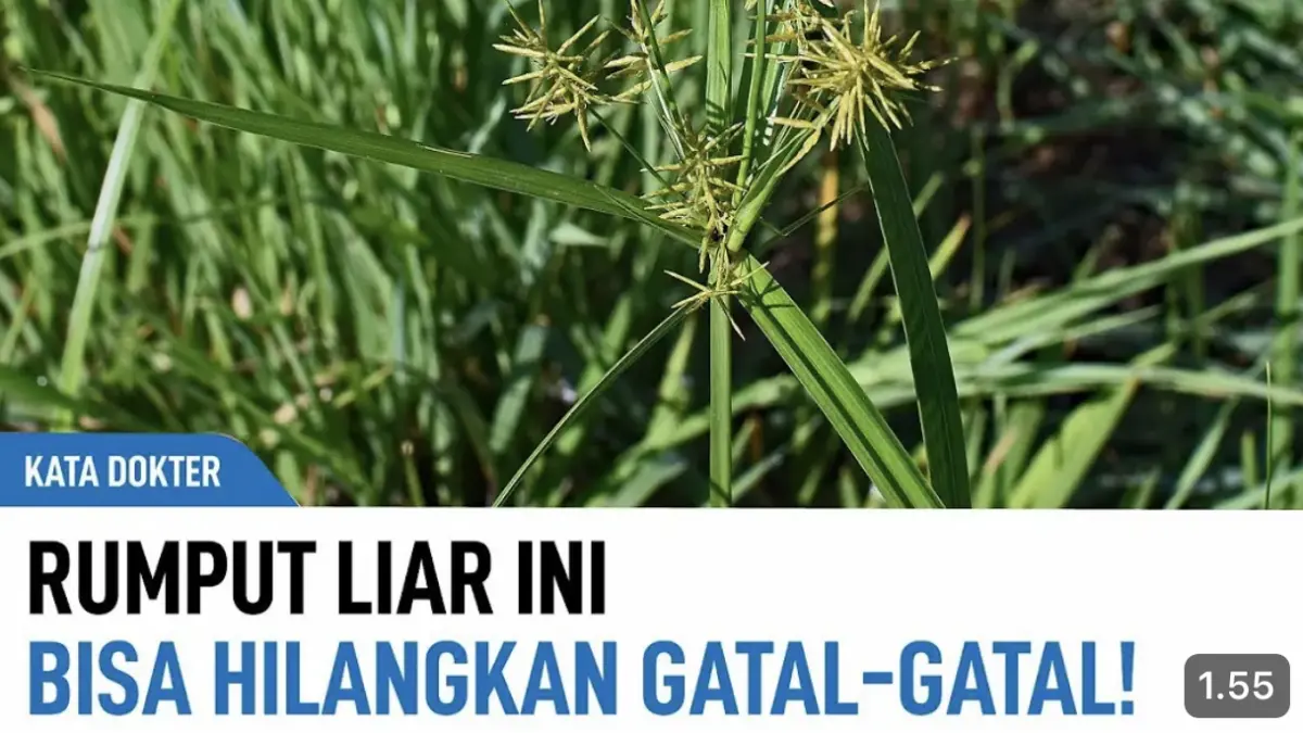 Rumput teki yang sering dianggap gulma ternyata dimanfaatkan dalam pengobatan tradisional karena umbinya dipercaya memiliki khasiat bagi kesehatan.