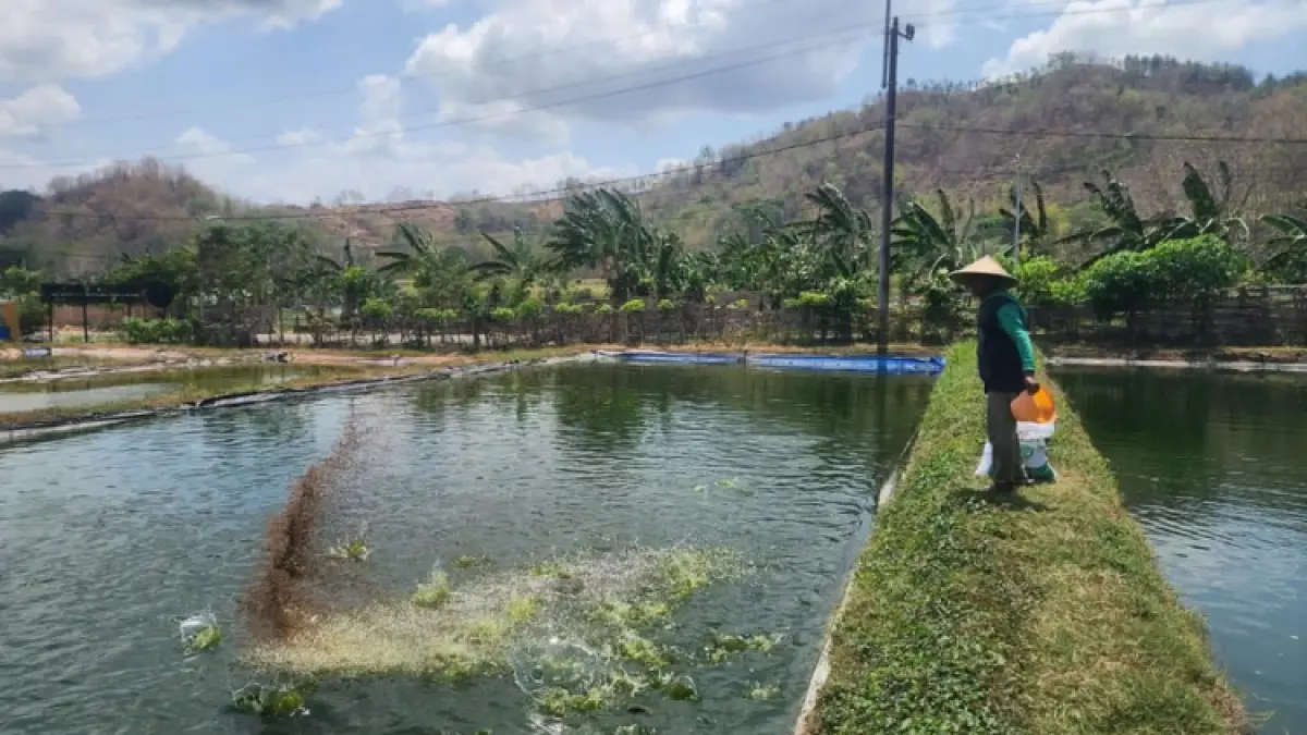 SEMOGA PANEN: Petani di Desa Ngetal, Kecamatan Pogalan, ketika menyiram tanaman.
