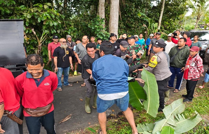 Kondisi korban I Made Darma Santika yang dievakuasi setelah mengalami laka lantas tunggal di jalan desa Sangketan.