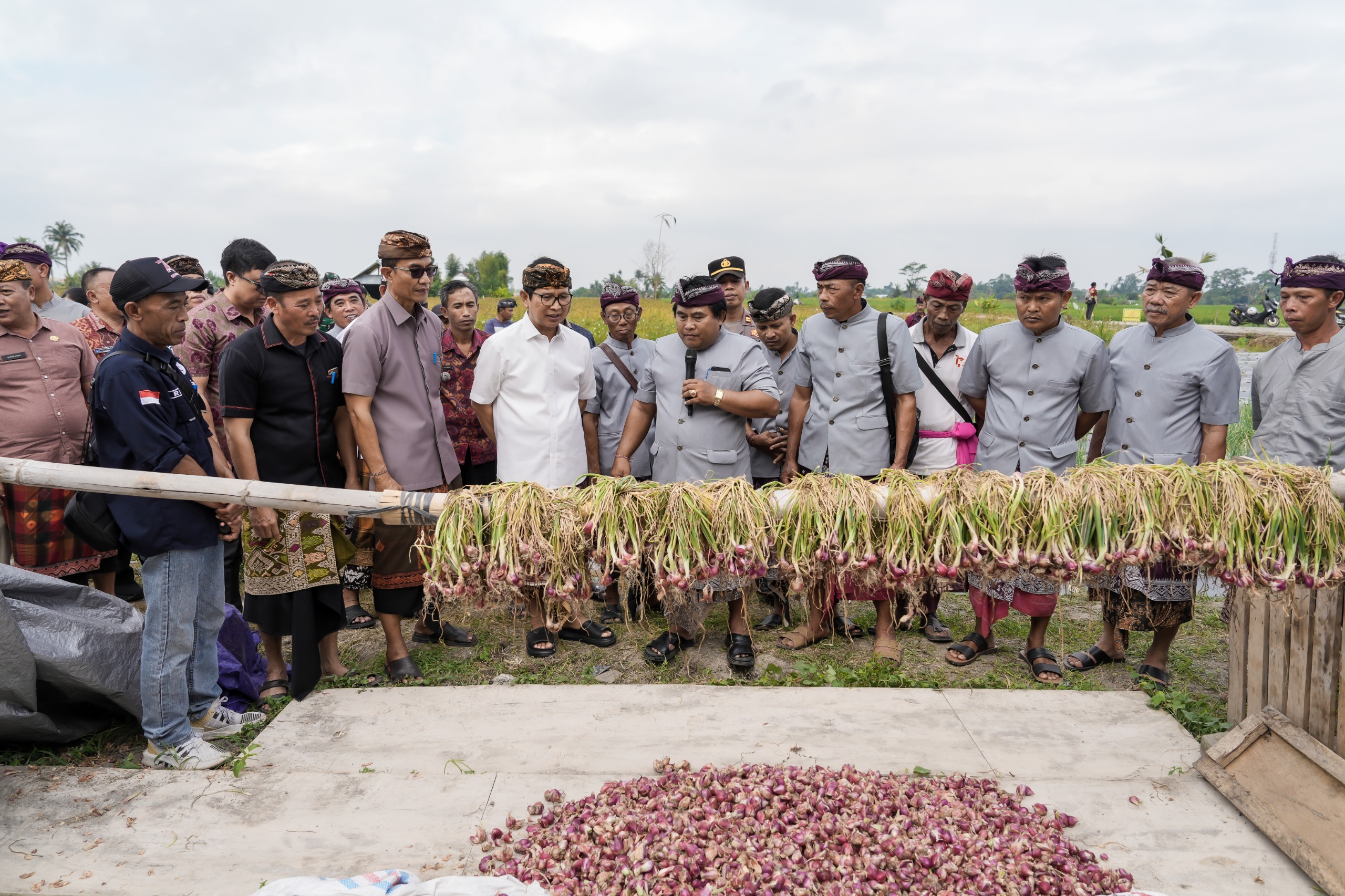 PANEN: Bupati Badung I Wayan Adi Arnawa, menghadiri panen perdana bawang merah di Subak Padedekan, Desa Angantaka, Abiansemal pada Selasa (19/8).