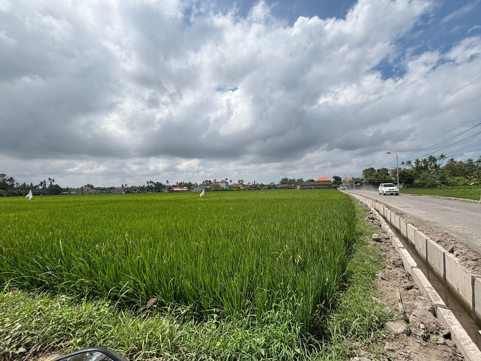 SAWAH: Areal persawahan yang berada di Jalan Carik Aban, Lukluk, Abiansemal, Badung.