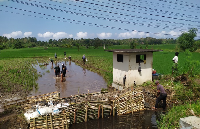 Lahan sawah terdampak banjir di Desa Banyubiru tertutup material batu, pecahan pasir, semen serta sampah.