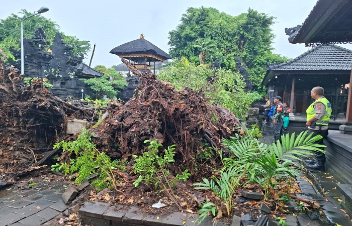 TNI-Polri meninjau Pohon beringin berusia ratusan tahun yang roboh di Kuta Selatan, Kamis (18/9) kemarin.