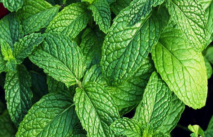 Daun mint ampuh atasi radang tenggorokan.