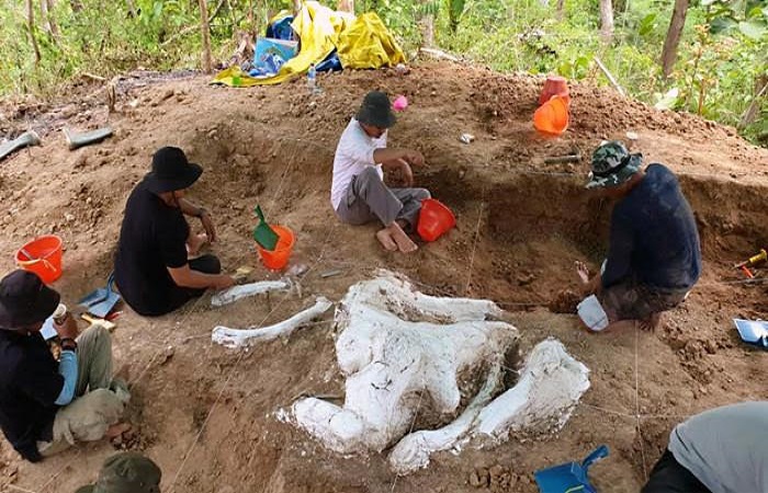 Tim Museum Geologi Bandung sedang melaksanakan ekskavasi fosil gajah purba atau stegodon, Jumat (17/10/2025). Fosil itu ditemukan di kawasan Hutan Tritik, Desa Tritik, Kecamatan Rejoso, Nganjuk, Jatim