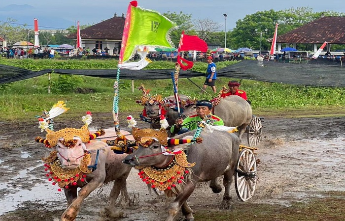 Makepung Jembrana Cup yang digelar di Sirkuit All in One Jembrana, di Desa Pengembangan, Minggu (9/11) kemarin.