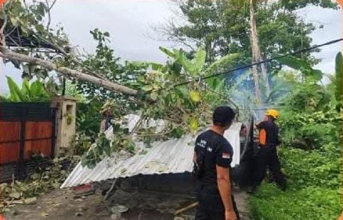 Petugas BPBD Karangasem saat melakukan penanganan pohon tumbang akibat hujan deras dan angin kencang.