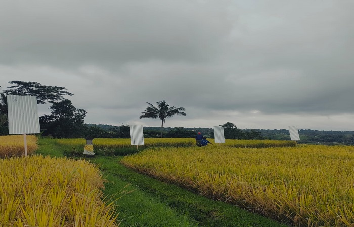 Suasana aksi pemasangan seng lanjutan yang dilakukan oleh petani Jatiluwih di lahan pertanian miliknya di kawasan wisata DTW Jatiluwih, Penebel Tabanan.
