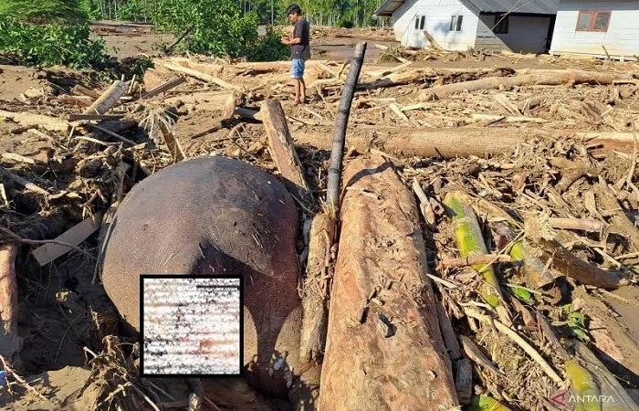 Bangkai gajah ditemukan di daerah terdampak banjir Kabupaten Pidie Jaya, Aceh.