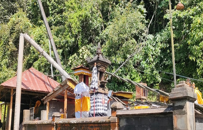 Proses evakuasi pohon tumbang di Pura Bukit Arca yang berada di pinggir Jalan Raya Singaraja-Denpasar.