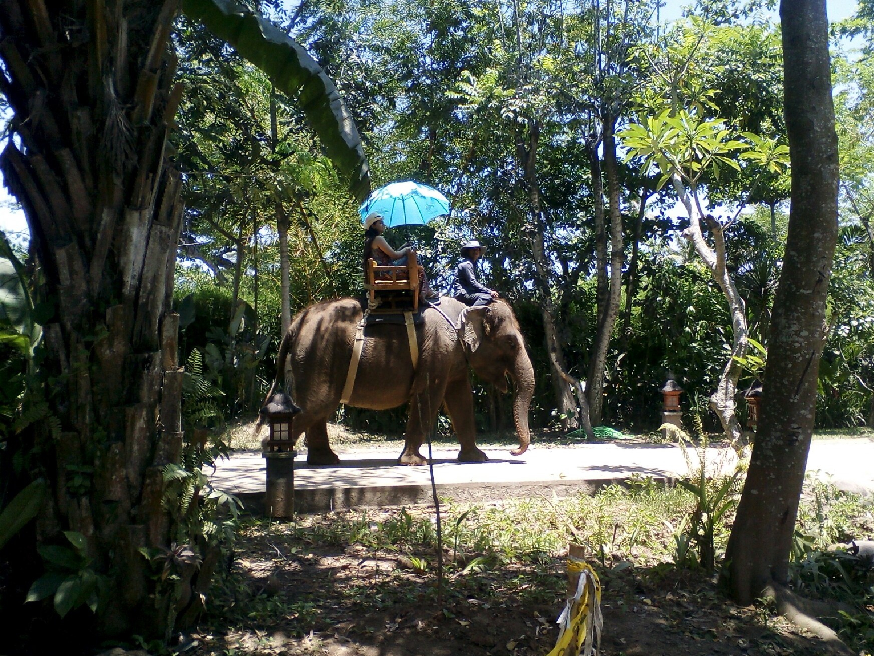 Wisatawan saat menunggangi gajah beberapa waktu lalu di Bali Zoo.