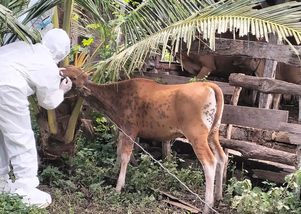 Petugas Balai Besar Veteriner Denpasar mengambil sampel terhadap sapi peternak di Buleleng yang diduga terjangkit cacar sapi.