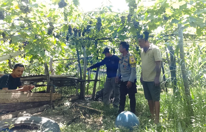 Polisi melakukan pemeriksaan di lokasi kandang babi milik warga. Tercatat delapan ekor kucit hilang.