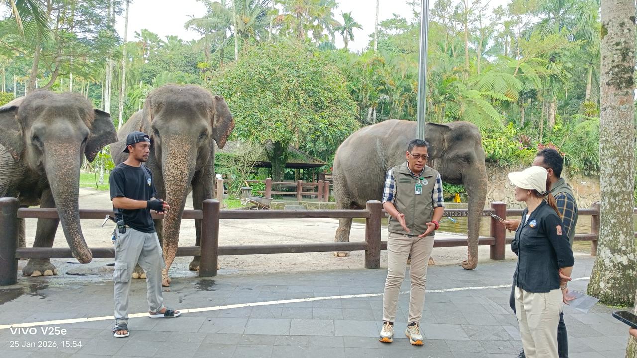 Atraksi gajah tunggang di Mason, Desa Taro, resmi dihentikan oleh petugas BKSDA Bali.