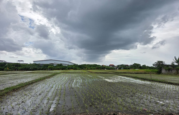 Areal Persawahan padi di Batubulan, Gianyar. Produksi padi di Bali mengalami penurunan.