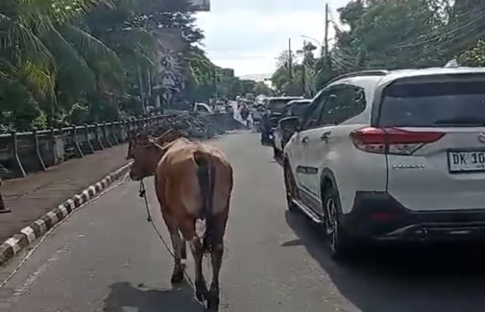 Sapi lepas bikin heboh pengguna kendaraan bermotor yang melintas di Jalan Pahlawan di Tabanan.