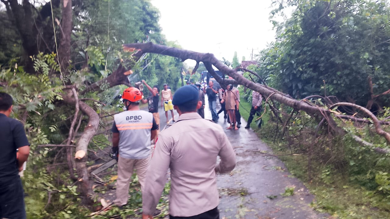 Hujan ditambah angin kencang yang melanda Kabupaten Buleleng, mengakibatkan sejumlah bencana alam. Pohon tumbang paling banyak terjadi.