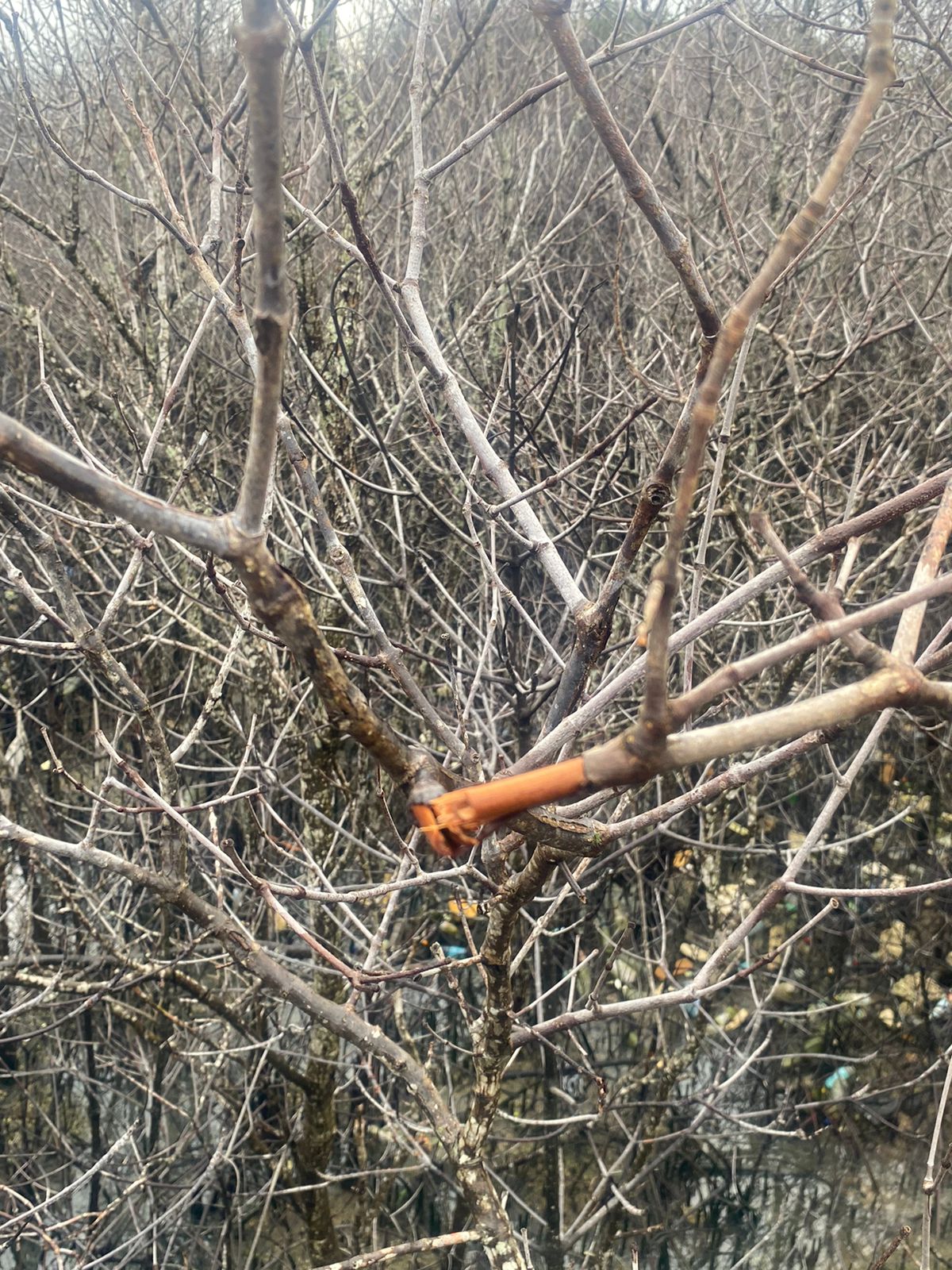 Tanaman mangrove mati massal di Benoa. Diduga tercemar Solar, Tiga LSM Laporkan Pertamina ke Polda Bali. 