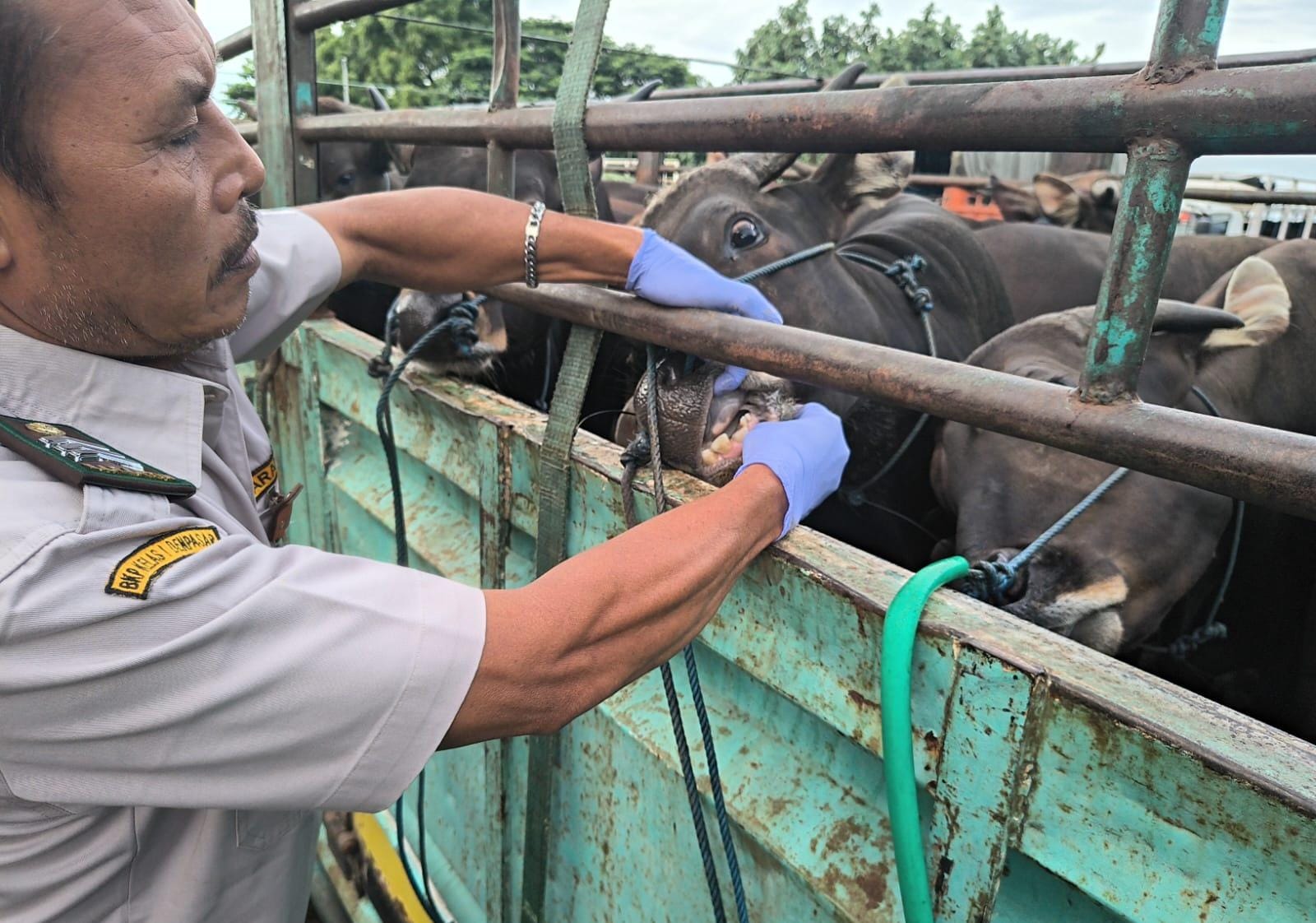 Pengecekan kesehatan sapi Bali dilakukan Karantina Bali. 