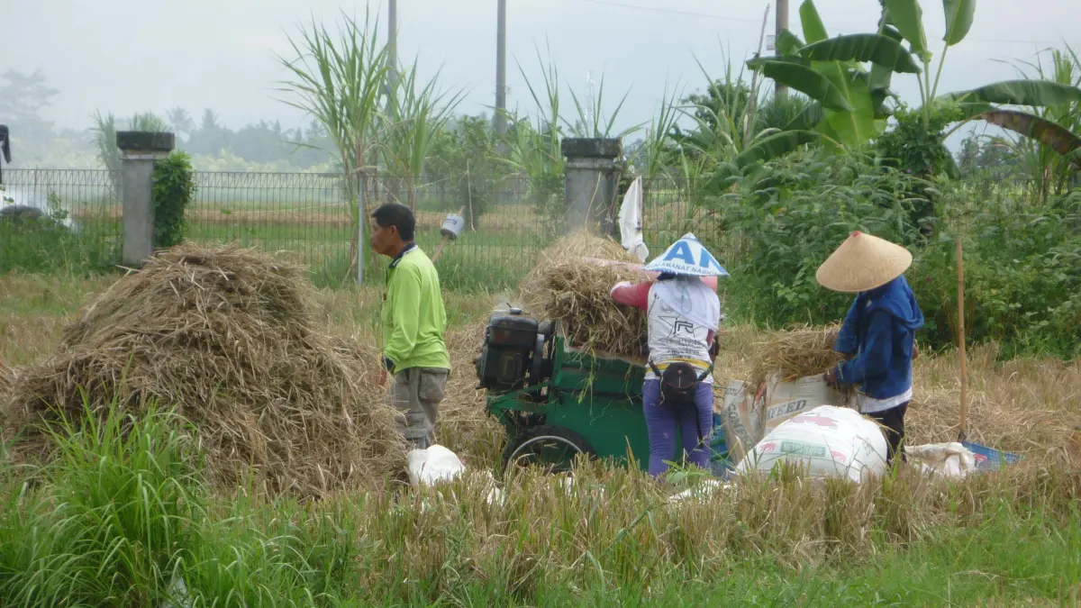 Petani di Bali saat panen padi. Saat ini, alih fungsi lahan di Bali menjadi sorotan. (Foto Adrian Suwanto) 