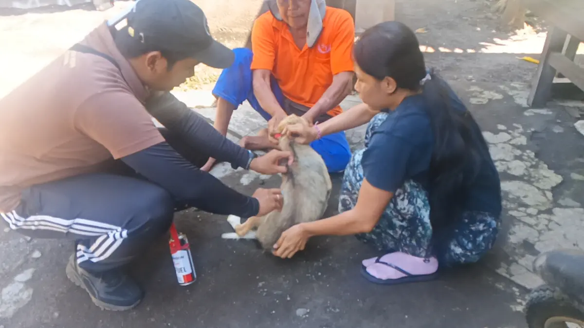 Proses pemberian vaksin rabies kepada hewan peliharaan di Desa Pohsanten, Jembrana. (Foto M. Basir) 