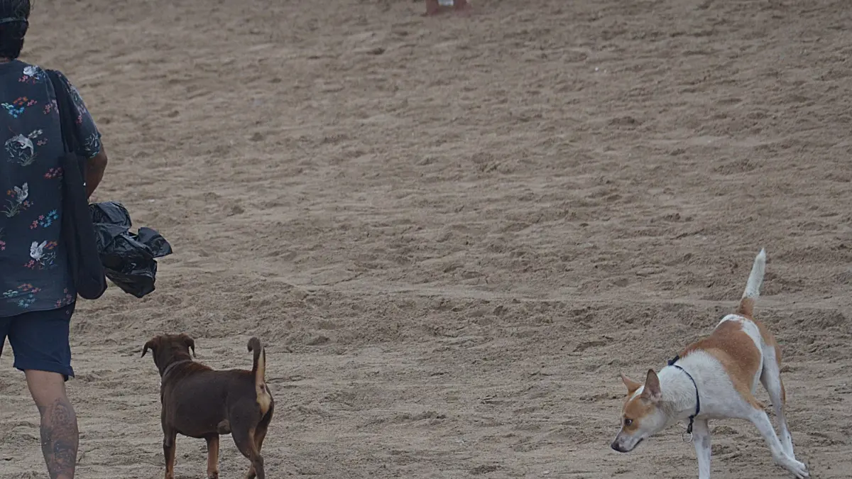 Kasus rabies kembali ditemukan di Kota Denpasar. Tampak anjing liar berkeliaran di Pantai. (Foto Adrian Suwanto) 