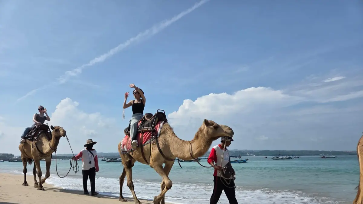 Aktivitas wisatawan menunggang unta di kawasan Pantai Kelan, Kuta Selatan, Badung, salah satu daya tarik yang banyak dikunjungi tamu mancanegara. (Foto Marsellus Pampur)&nbsp;