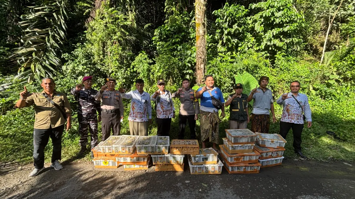 Petugas melepasliarkan ribuan burung hasil selundupan yang diamankan di Pelabuhan Padangbai.(Istimewa) 