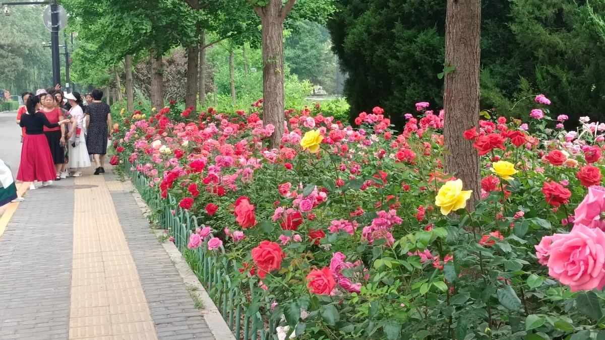 Kebun bunga di Renmin University of China (RUC). Kebun bunga sedang bermekaran di musim semi. Menjadi rujukan lokasi untuk selfie. (FOTO EKA PRASETYA)&nbsp;
