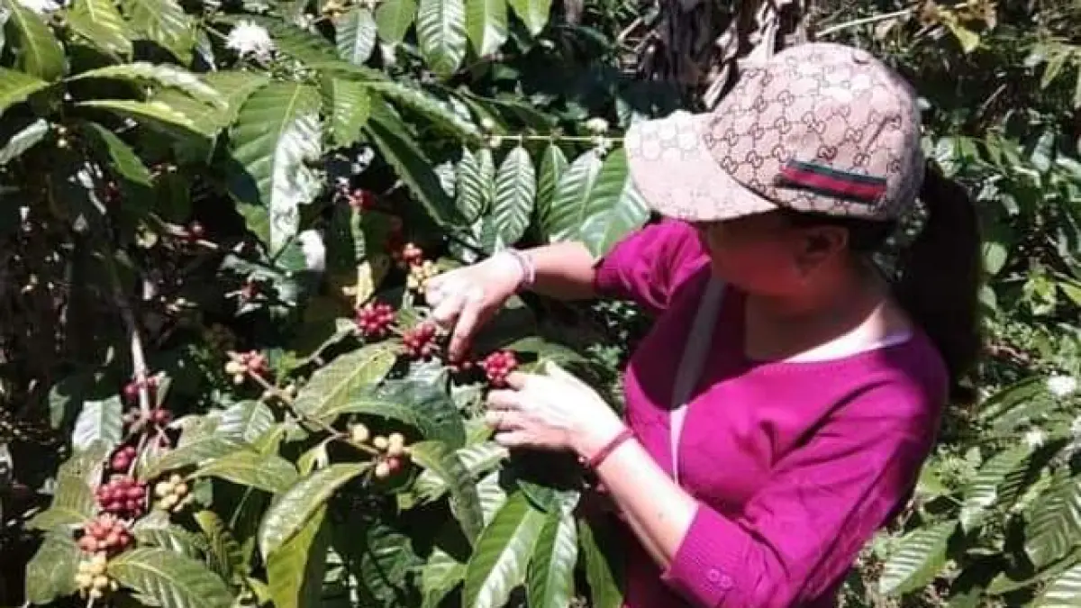 Pemandangan hamparan pertanian kopi di Kecamatan Pupuan, Tabanan. Jenis Arabika di wilayah ini kini diburu dan harganya tembus Rp 150 ribu per kilogram, namun luasan tanamannya masih sangat terbatas. (Foto Juliadi)&nbsp;