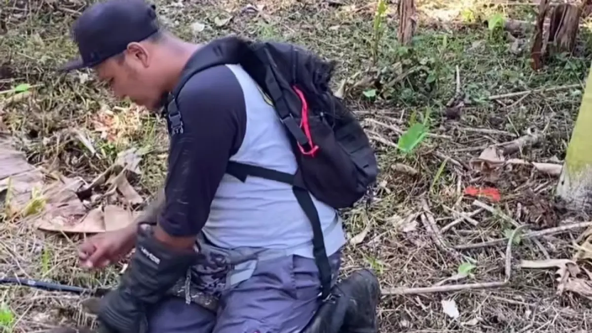 penangkapan ular king kobra oleh Tim Reptil Asih Tabanan. 
di perkebunan warga wilayah Surabera, Selemadeg Barat Tabanan. (Istimewa) 