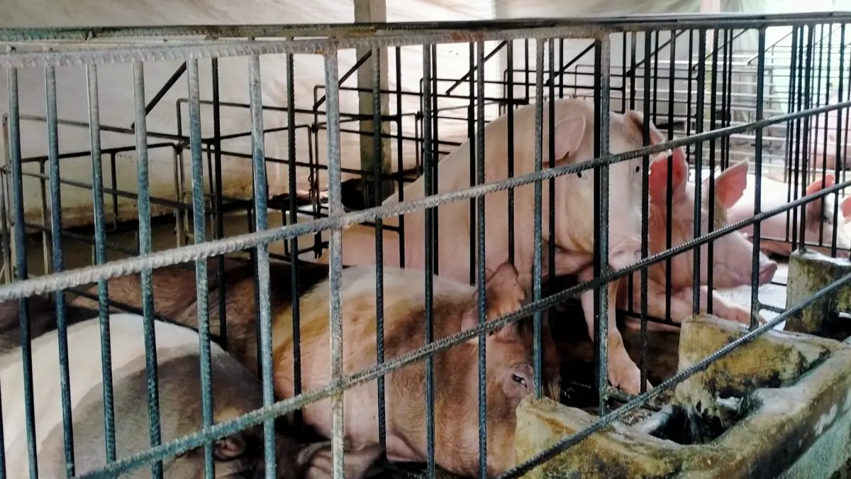 Salah satu peternakan babi di Marga Kabupaten Tabanan. Babi di Tabanan mati misterius. (Foto Juliadi) 
