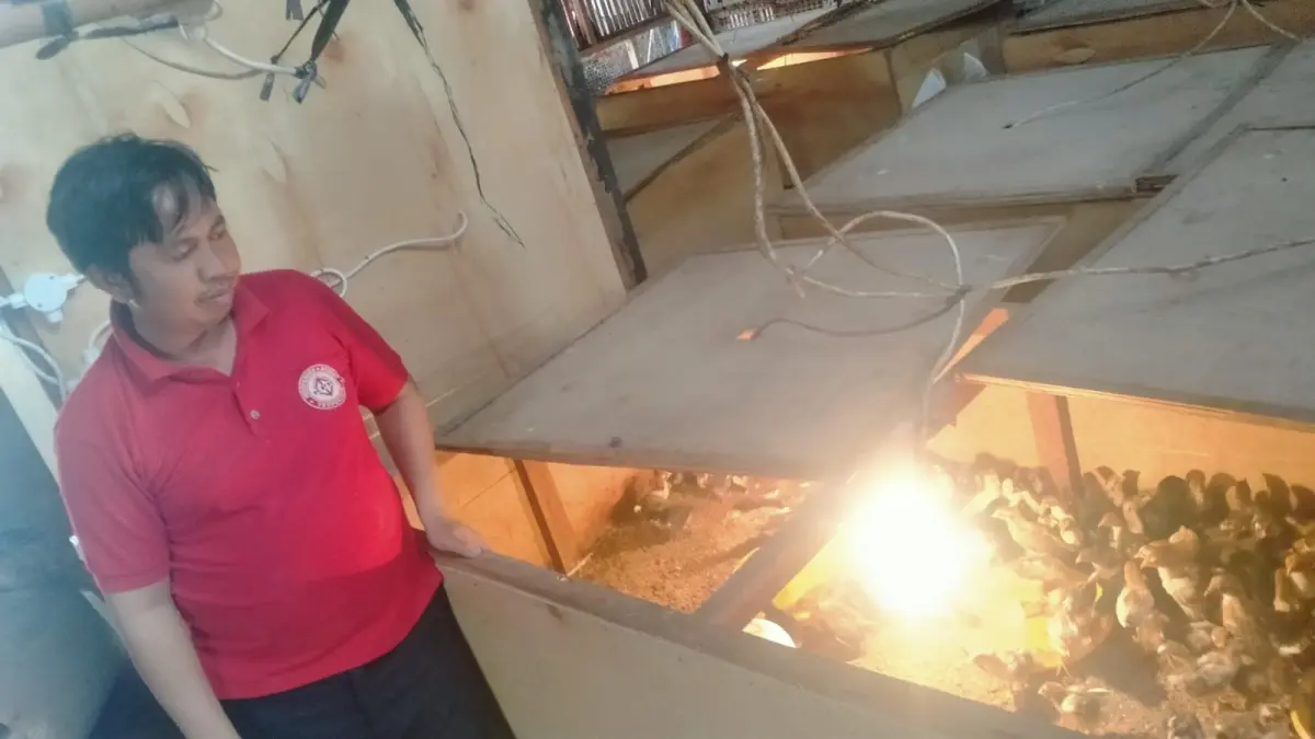 Perbekel Desa Buahan, I Gede Ari Wastika, menunjukkan salah satu kandang miliknya yang digunakan untuk beternak ayam caru guna memenuhi kebutuhan upacara keagamaan. (Foto Juliadi) 