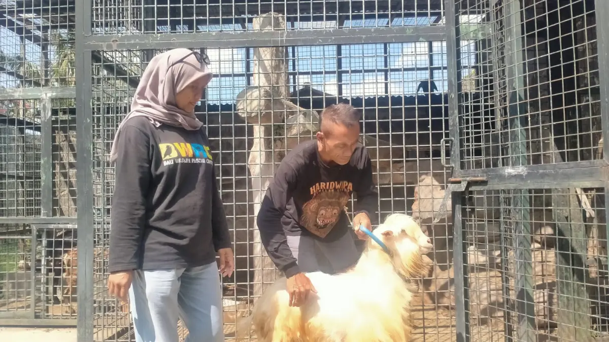 Manager Bali Wildlife Rescue Center PPS Tabanan, drh. Ayu Risdasari Tiyar Noviarini, bersama staf memperlihatkan salah satu Kambing Gembrong yang sedang dipelihara dan dikembangbiakkan untuk mencegah kepunahan. (Foto Juliadi) 