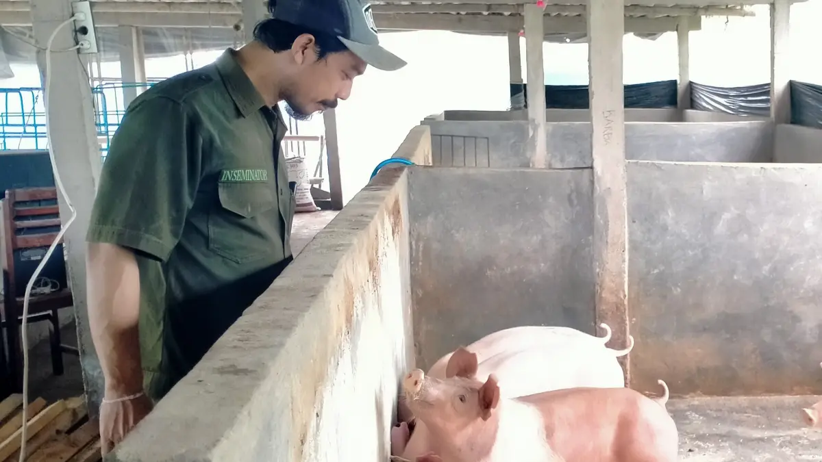 Suasana di lingkungan peternakan babi di Tabanan di tengah kewaspadaan terhadap penyebaran virus ASF. (Foto Juliadi) 
