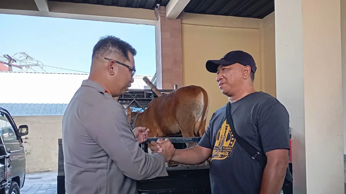 Kapolres Buleleng, AKBP Ruzi Gusman (kiri) mengembalikan barang bukti salah satu sapi ke pemiliknya. (Foto Junior)
