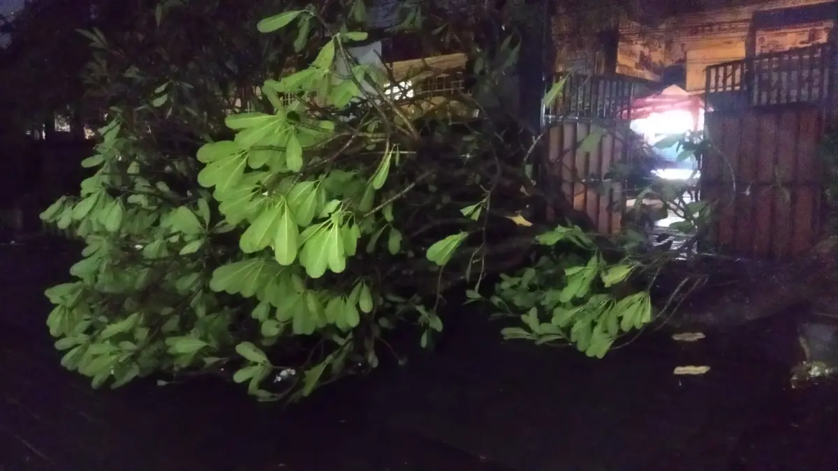 Bencana: Petugas Polsek Denpasar Barat mengecek pohon tumbang dan kerusakan bangunan di kawasan Jalan Imam Bonjol, Denpasar, Jumat (12/6) kemarin. (Istimewa) 